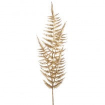 Fern